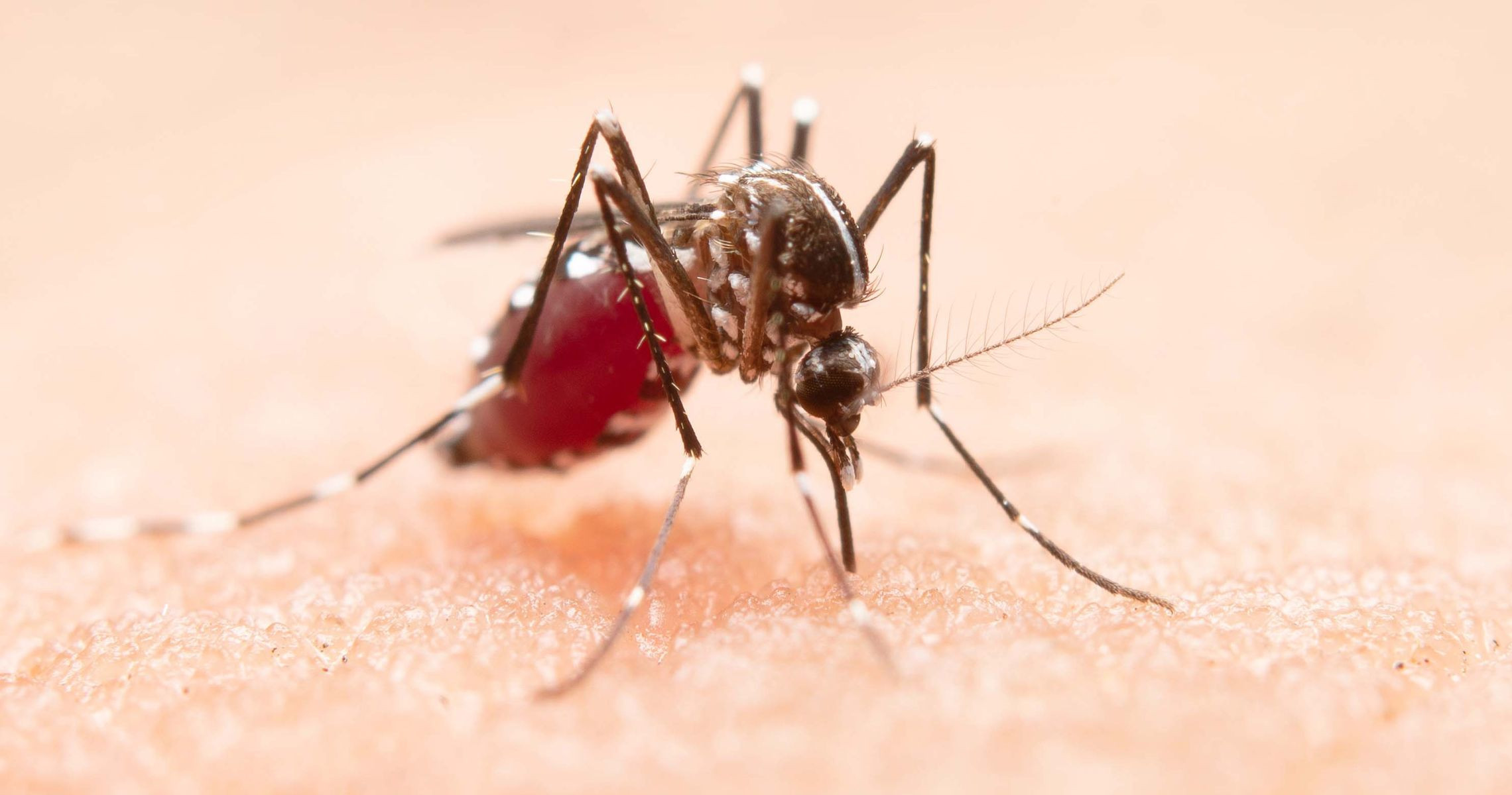 When to Know You Have Recovered from Dengue Fever